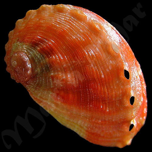 Haliotis aurantium Simone, 1998