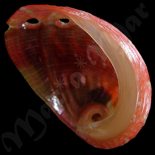 Haliotis aurantium Simone, 1998 - Image 2
