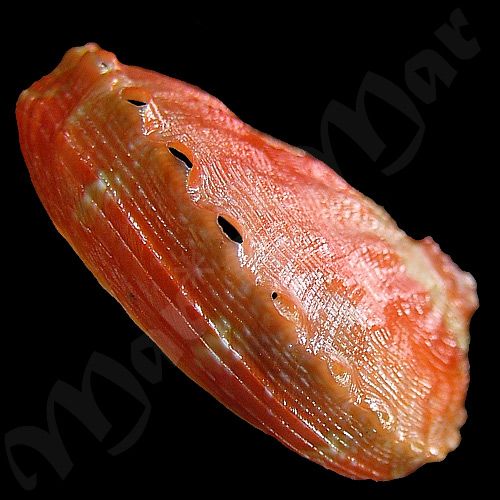 Haliotis aurantium Simone, 1998 - Image 3