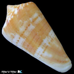 Alternative view of Conus xanthocinctus Petuch, 1986