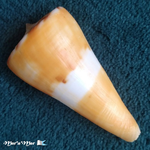 Conus riosi Petuch, 1986 - Imagem 2