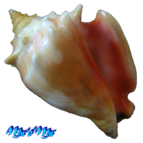 Strombus pugilis Linnaeus, 1758