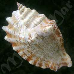 Alternative view of Tricornis sinuatus (Lightfoot, 1786)