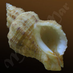 Urosalpinix haneti Petit,1856