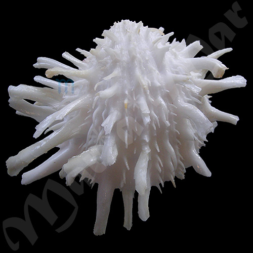 Spondylus americanus Hermann, 1781