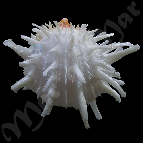 Spondylus americanus Hermann, 1781 - Imagem 2