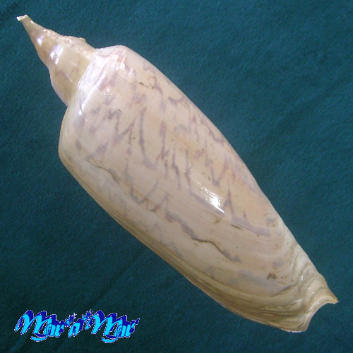 Zidona dufresnei (Donovan, 1822) - Imagem 2