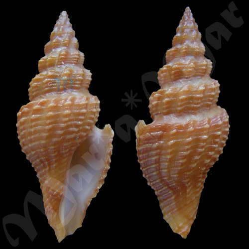 Aguilaria subochracea (E. A. Smith, 1877)
