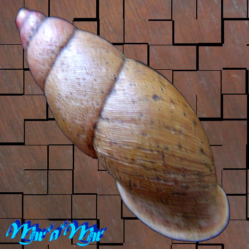 Macrodontes aff. dautzenbergianus Pilsbry, 1898 - Imagem 2