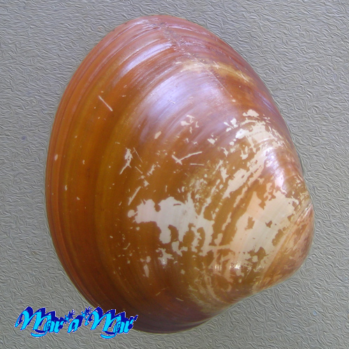 Megapitaria aurantiaca (Sowerby, 1831)