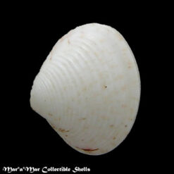 Transepitar americana (Doelo-Jurado, 1951)