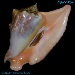 Strombus peruvianus Swainson, 1823