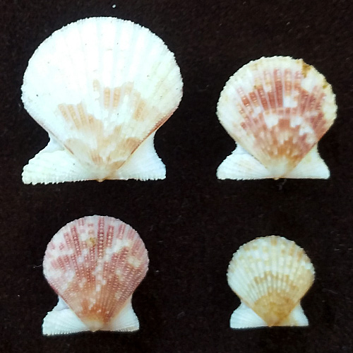 Alternative view of Aequipecten tehuelchus spinosula (Bavay, 1906)