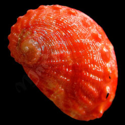 Haliotis aurantium Simone, 1998