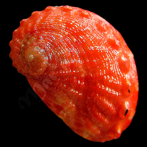 Haliotis aurantium Simone, 1998