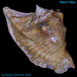 Alternative view of Strombus peruvianus Swainson, 1823