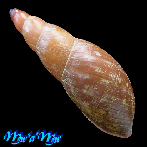 Gonyostomus egregius L. Pfeiffer, 1845 - Imagem 2