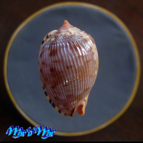 Cypraeacassis testiculus senegalica (Gmelin, 1791) - Imagem 2
