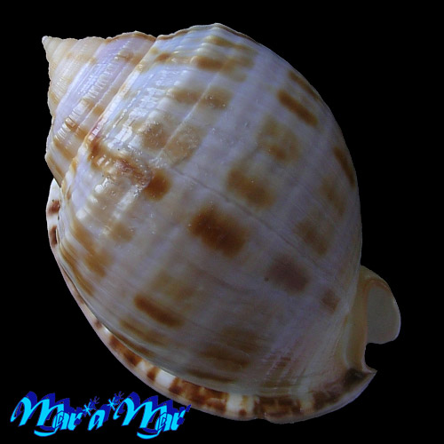 Alternative view of Semicassis granulata Gmelin, 1791