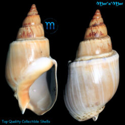 Buccinanops gradatum (Deshayes, 1844)