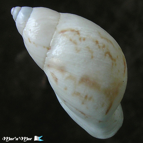 Cochlorina aurismuris (Moricand, 1837) - Imagem 2