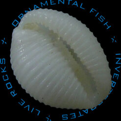 Niveria brasilica Fehse, D. & J Grego, 2005*