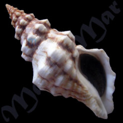 Leucozonia cerata (Wood, 1828)