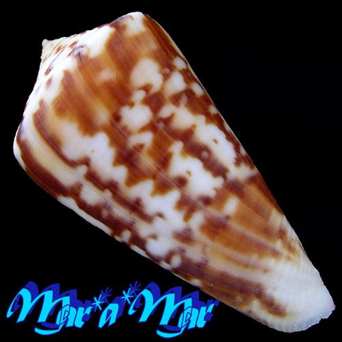 Alternative view of Conus cf. clerii Reeve, 1844
