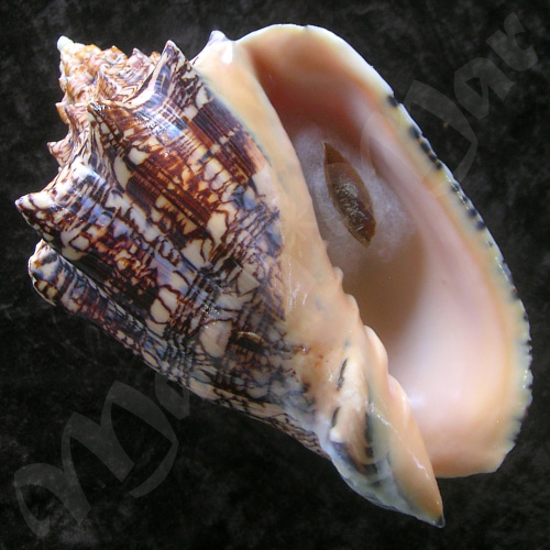 Voluta ebraea Linnaeus, 1758