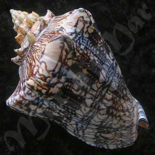 Voluta ebraea Linnaeus, 1758 - Image 2