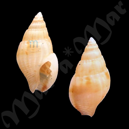 Anachis obesa (C. B. Adams, 1845) - Imagem 2
