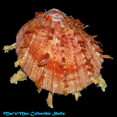 Spondylus ictericus Reeve, 1856