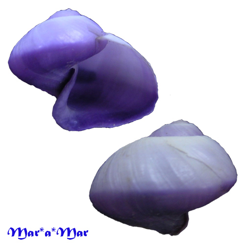 Janthina janthina (Linnaeus, 1758)