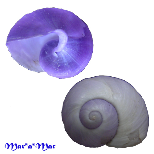 Alternative view of Janthina janthina (Linnaeus, 1758)