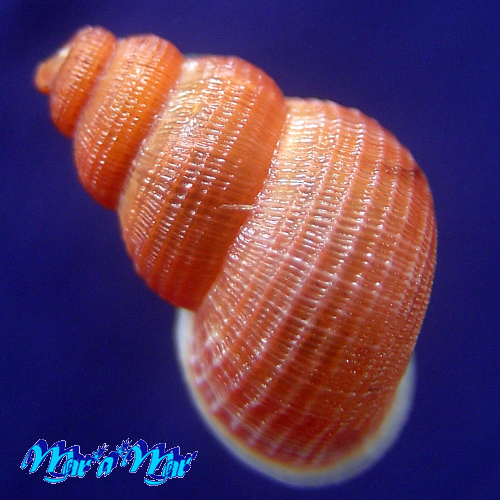 Tudora sp. - Imagem 2