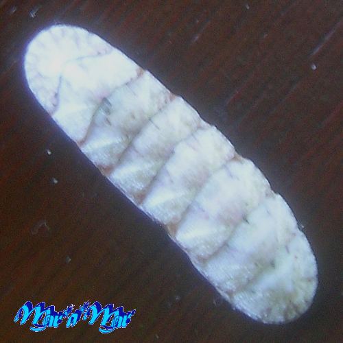 Stenoplax rugulata (Sowerby, 1832)