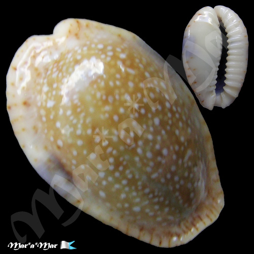 Cypraea (Erosaria) erosa Linnaeus, 1758