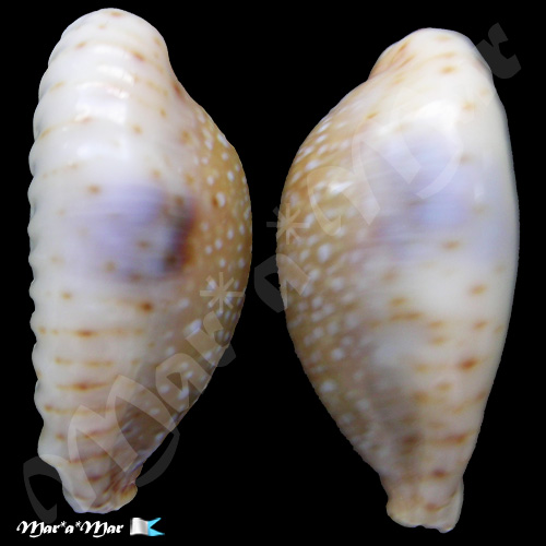 Alternative view of Cypraea (Erosaria) erosa Linnaeus, 1758