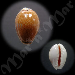Cypraea (Erosaria) acicularis acicularis Gmelin, 1791