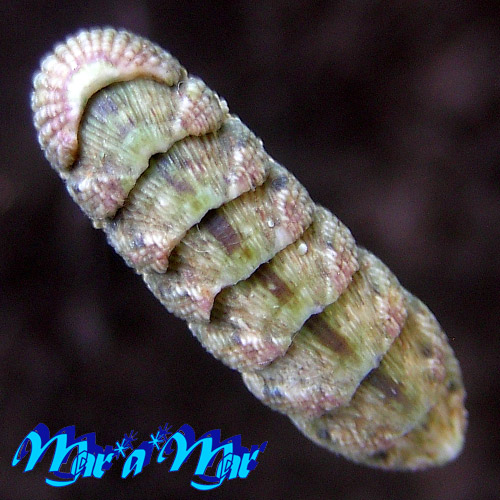 Ischnochiton pectinatus (Sowerby, 1840)