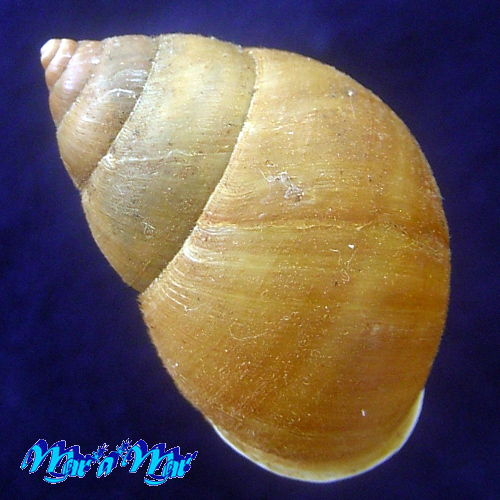 Rhinus heterotrichus subtenuis (Pilsbry, 1837) - Imagem 2