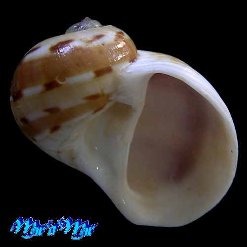 Natica tedbayeri Rehder, 1986