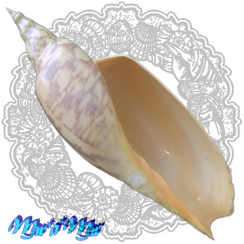 Zidona dufresnii (Donovan, 1822)