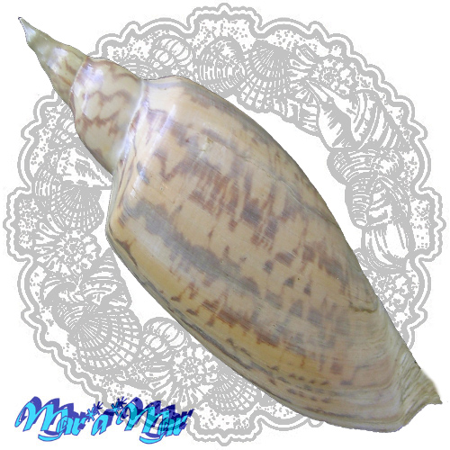 Alternative view of Zidona dufresnii (Donovan, 1822)