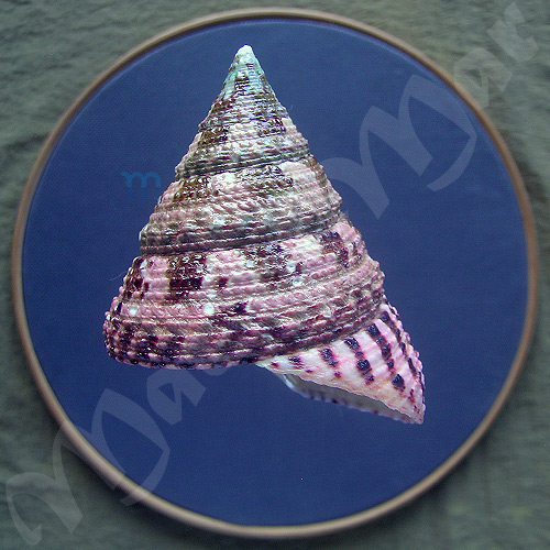 Trochus conus (Gmelin, 1791)