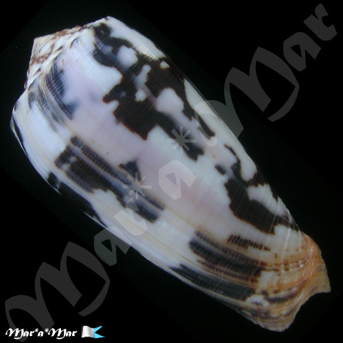 Pionoconus striatus Linnaeus, C., 1758 - Image 2