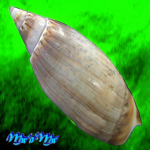 Alternative view of Agaronia travassosi Morretes, 1938