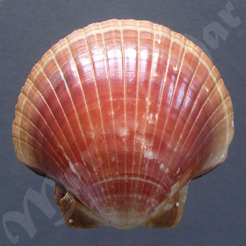 Pecten ziczac (Linnaeus, 1758)