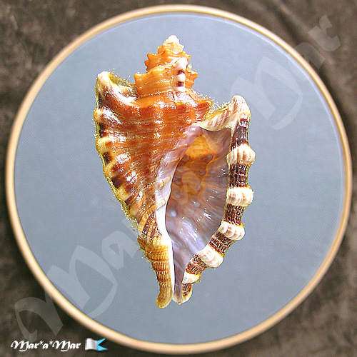 Cymatium femorale (Linnaeus, 1758)