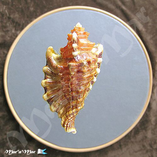 Alternative view of Cymatium femorale (Linnaeus, 1758)